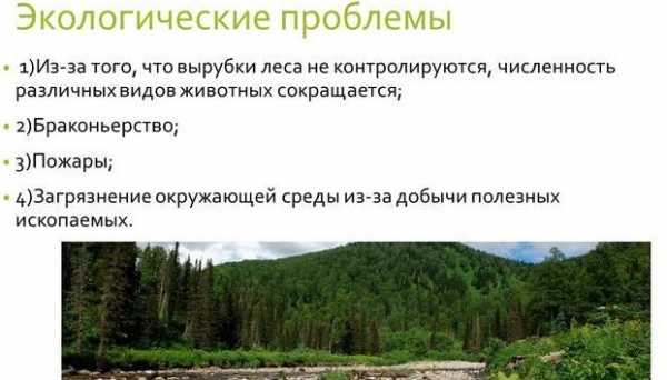 Доклад: Промышленное освоение лесных ресурсов тайги